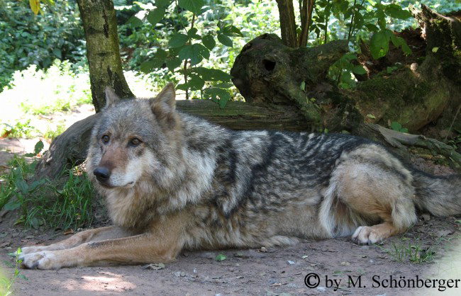 Foto - Europäischer Wolf Nikki